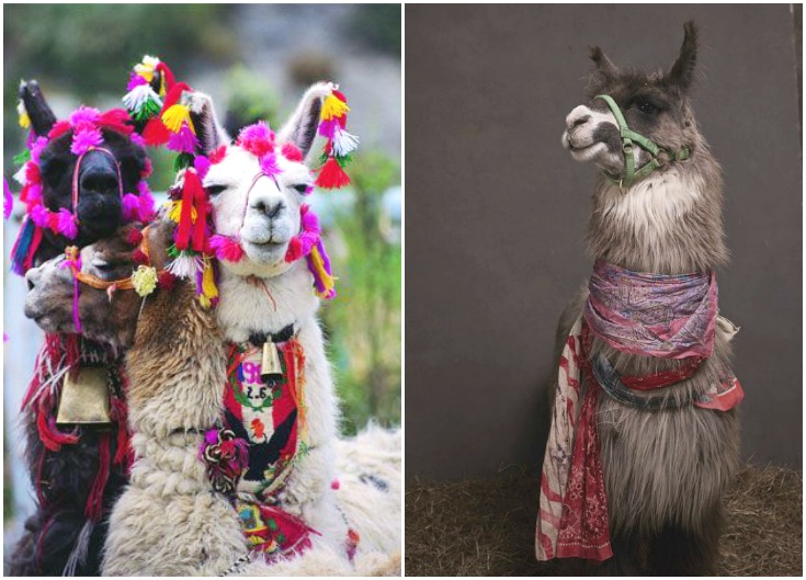 may and fay blog llama trendalert collage